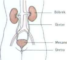 mesane-kanseri-nedir